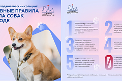 Основные Правила выгула собак в городе